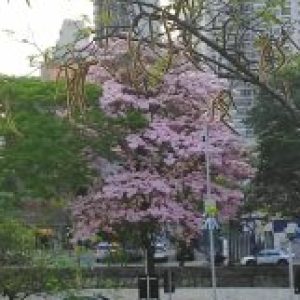 Foto de perfil de Kauã