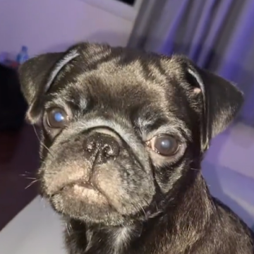 Foto de perfil de mitomaniacodossantos