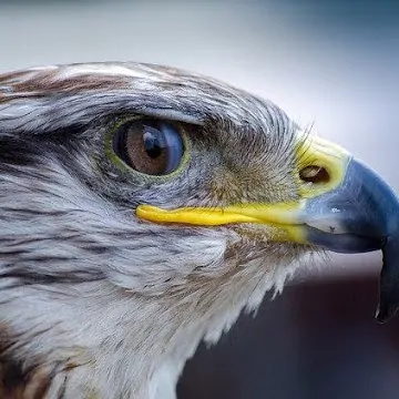 Foto de perfil de driollive